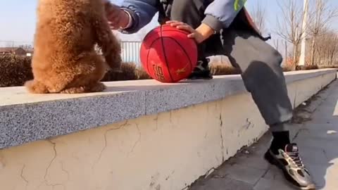 🐕baby dog2021🐶cute dogs🐕 funny dog,🐶dog compilation🐕short video🐶 cute animals videos🐕