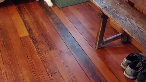Husky Howling and Sounding the Alarm