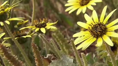 La Increíble Adaptación de este Lagarto 'simétrico'
