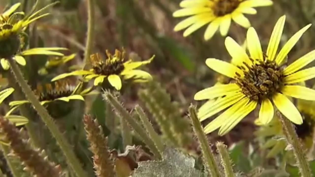 La Increíble Adaptación de este Lagarto 'simétrico'
