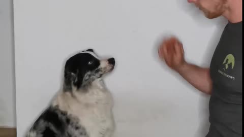 How to teach your dog to sit in 1 minute? #shorts