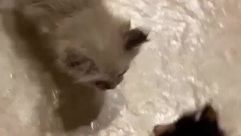 Cat baby