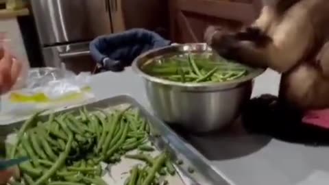 Chef monkey