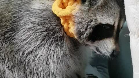 Raccoon dropped the gum while chewing it.