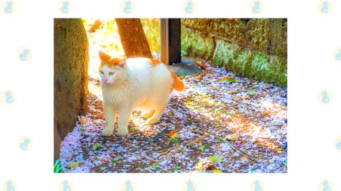 6 Barn Cat Breeds Suited for the Farm