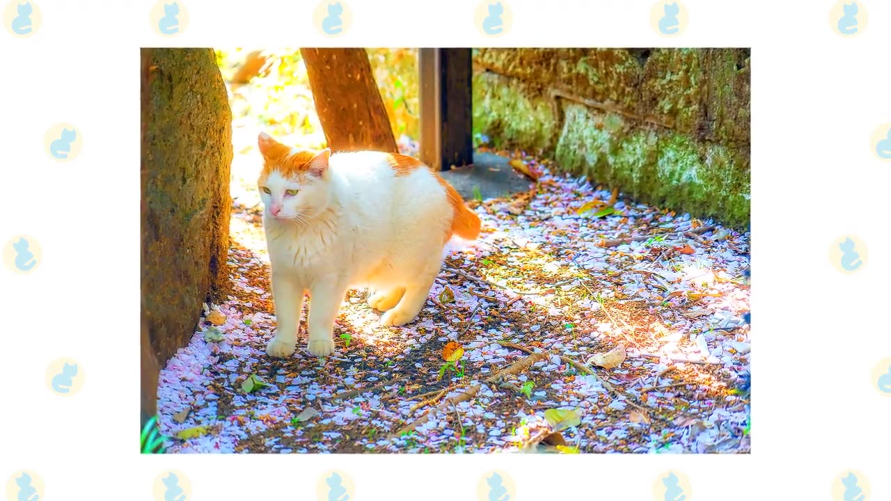 6 Barn Cat Breeds Suited for the Farm