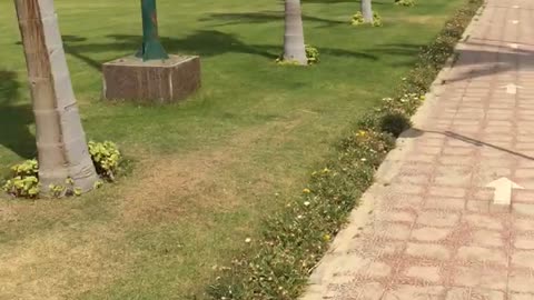 University in Egypt be like