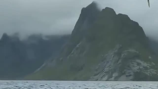 Swimming with Orca's