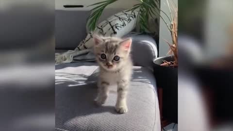Baby Cats Video - Funny and Cute Cat Videos 2021 Compilation
