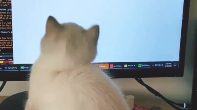 "per my last email, I need this right MEOW"