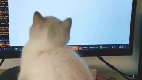 "per my last email, I need this right MEOW"