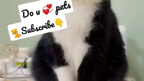 Funny animais videos