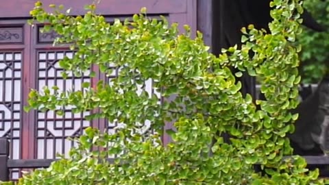 Discover Kiki City A Hidden Gem of Natural Beauty and Culinary Delights in Kumamoto Prefecture