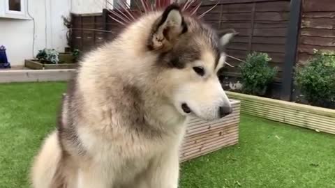 ANGRY ALASKAN MALAMUTE GUARD DOG - THE SCARY SIDE OF PHIL
