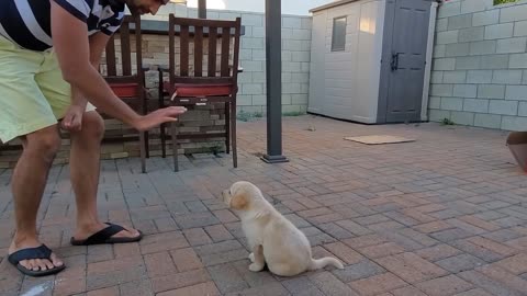 Dog training video