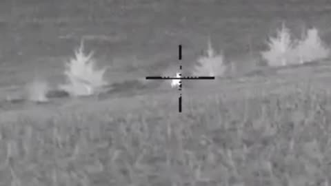 Another Coyote Down