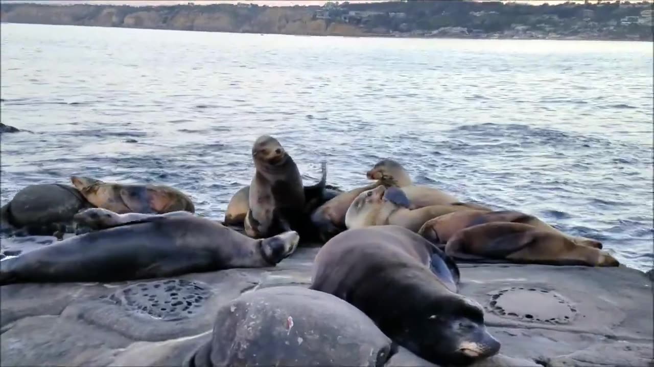 La Jolla, San Diego Sea Lions 🇺🇸