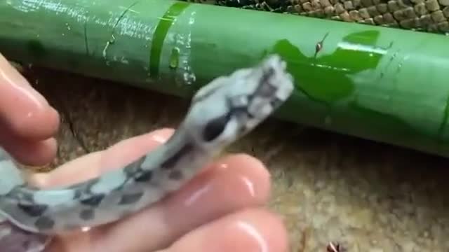 Snake Babies | Eggs | amazing | Unique video