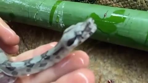 Snake Babies | Eggs | amazing | Unique video
