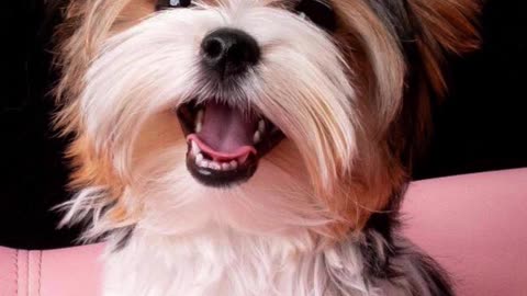 Funny dog pic #dog #cute