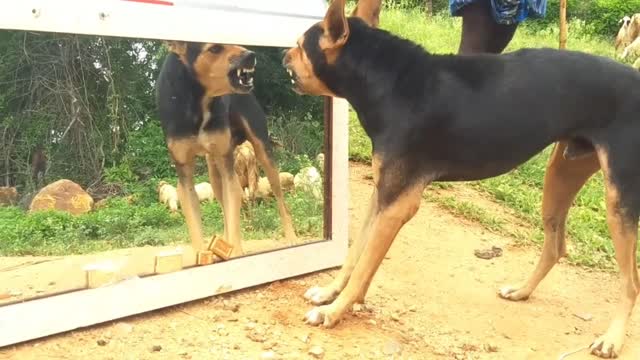 The dog funny reaction in mirror 😃😄😁