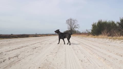 sweet black dog on leash