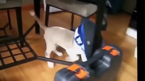 Funny Animals..