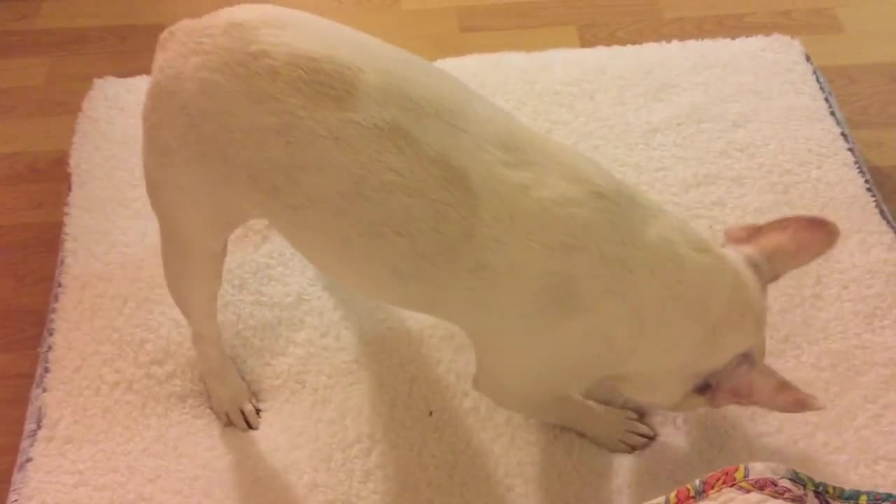 Bulldog Francés amolda meticulosamente su nueva cama