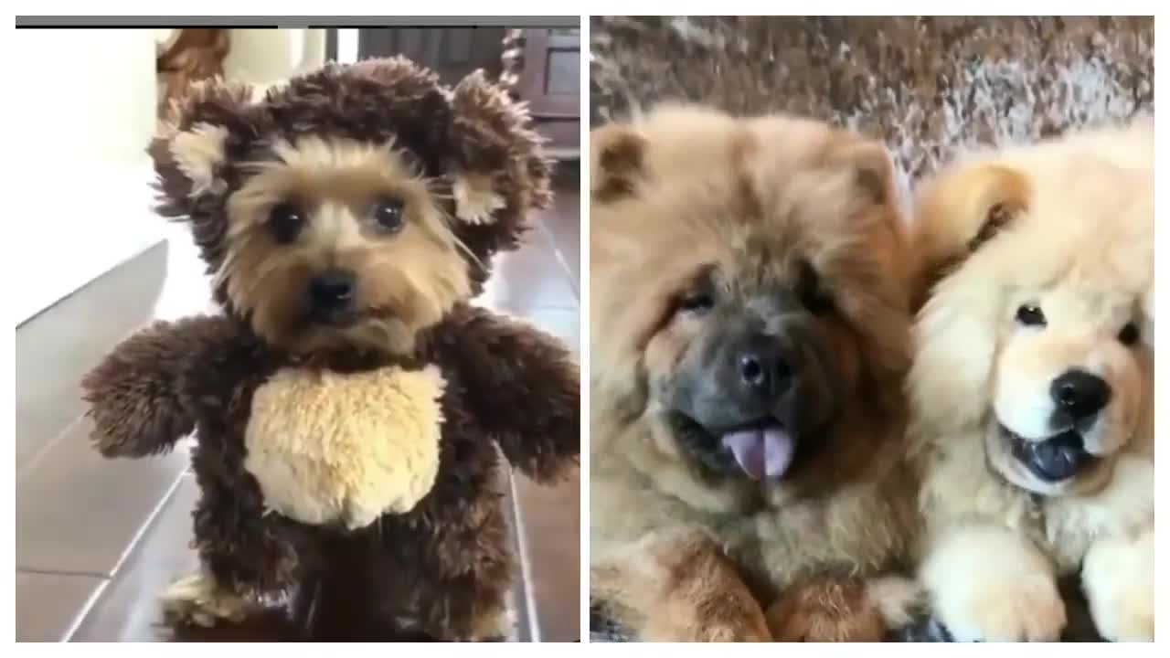 Cute Dogs. Feeling guilty Moments so Adorable