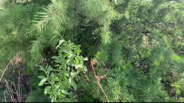 The green trees were blown gently by the wind. The complicated mood looks so good