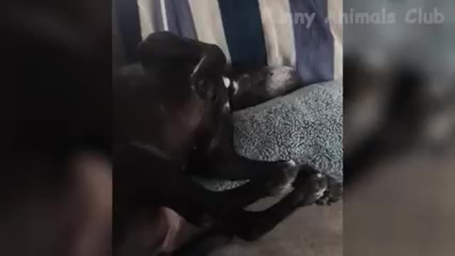 Funny video Best of cats and dogs