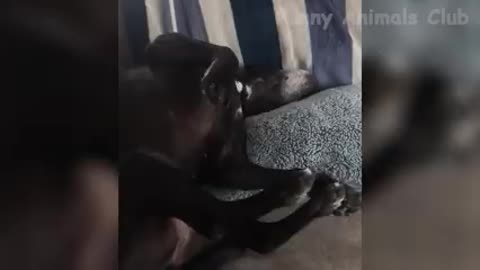 Funny video Best of cats and dogs