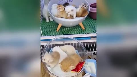 You can't stop laughing