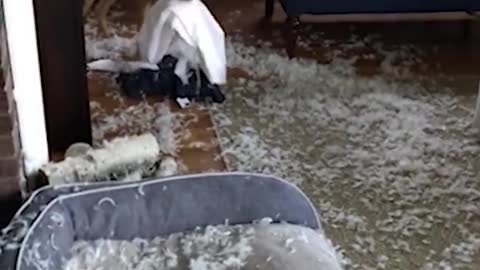 Try not to laugh 😂 Funny Animals Videos🤣🤣✌✌🙌 Try not to laugh 😂 Funny Animals Videos🤣🤣✌✌🙌