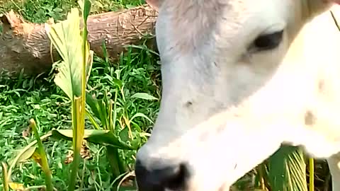 Cute Baby Cow // Looking Goergious |playing with me |🐄 village Baby cow Activity