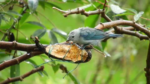 A small bird eating on a tree