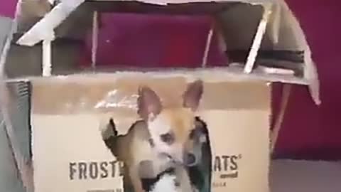 ]AMAZING] dog adopts kittens