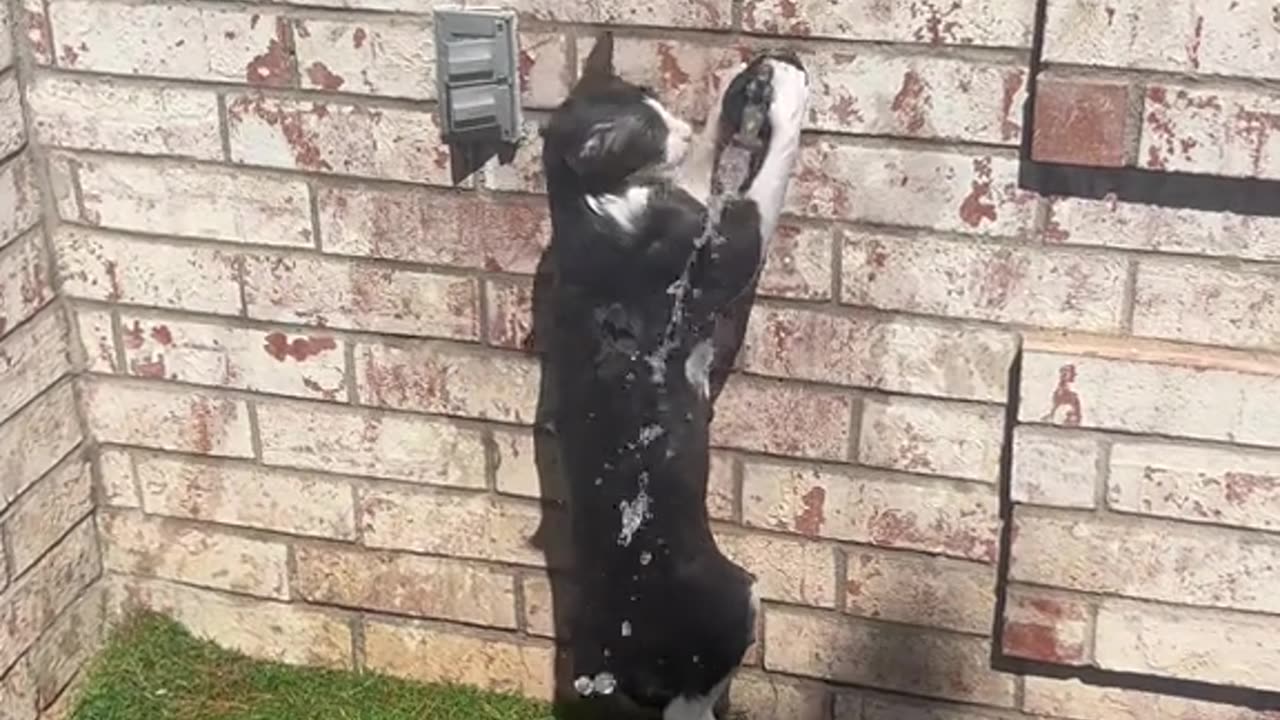 #funny #funnyfails #funnymemes #funnyvideo #funnyvideos #trynottolaughchallenge
