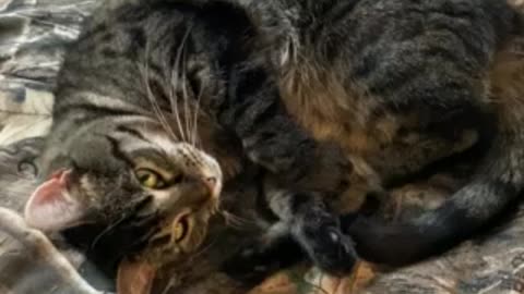 Not sure this cuteness should be legal.