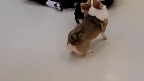Welsh Corgi Dachshund Playing