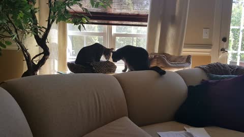 Male cat suffers consequences for sleeping in female cat's bed