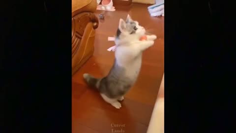 Very funny and cute kittens