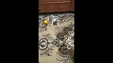 A little kitten is playing with a ball