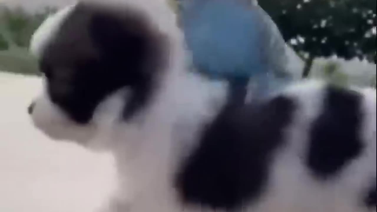 Favorite Friends FUNNY DOGS