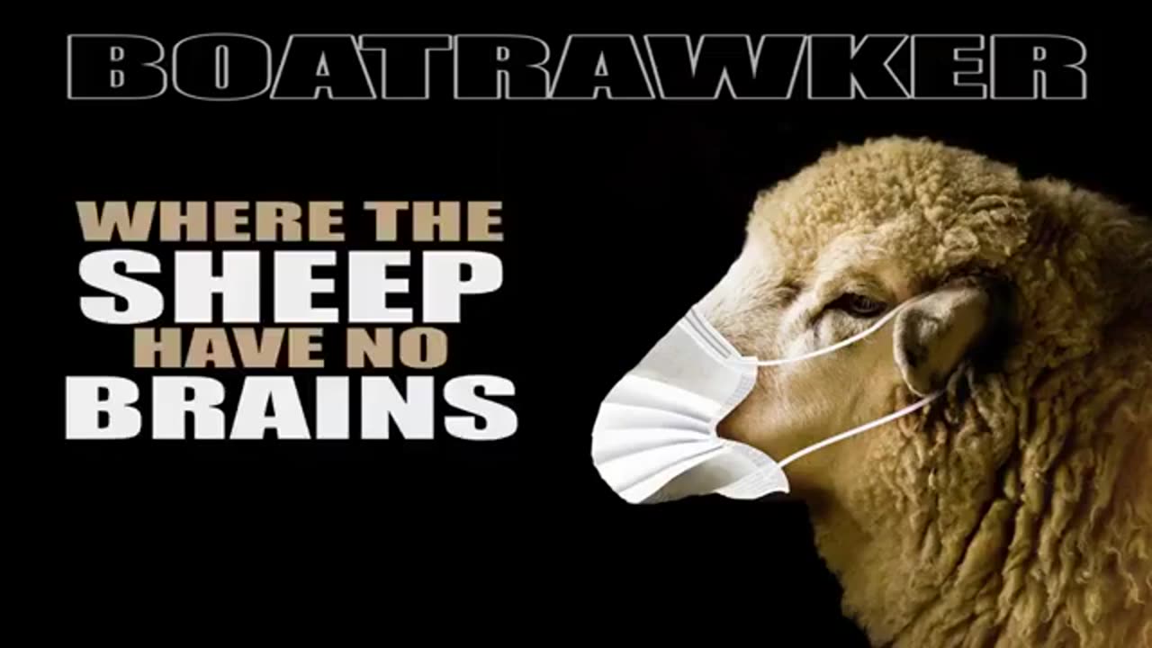 Where the sheep have no brains