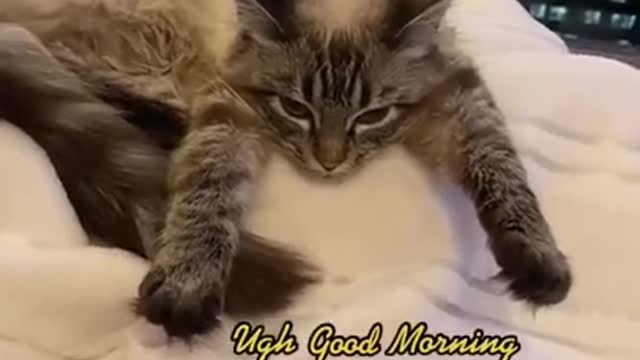 Grumpy $ Days A Week