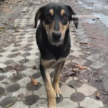 Cute dog barking traning animals 😻😻
