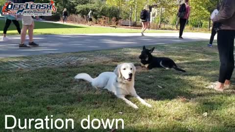 Scout 6 Month Old German Shepherd Dog Training