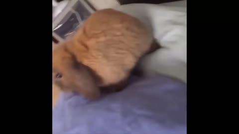 cute rabbits playing and happy