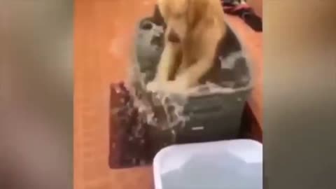 Best Animals Funny Fails Compilation